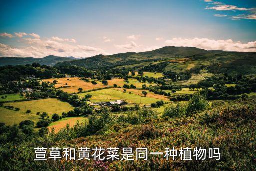 黄花萱草，萱草是不是黄花菜