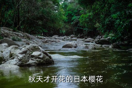 十月樱，真的有十月樱花吗