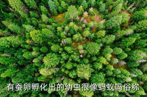 蚕卵图片，有蚕卵孵化出的幼虫很像蚂蚁吗俗称