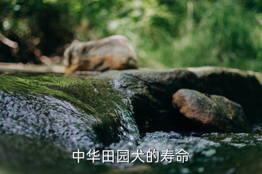 中华田园犬的寿命，普通家狗的寿命有几岁
