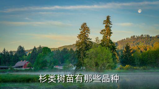 杉类树苗有那些品种