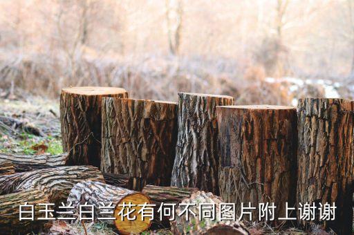 白玉兰白兰花有何不同图片附上谢谢