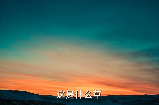 这是什么草