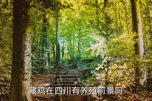 藏鸡在四川有养殖前景吗