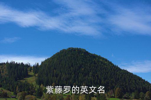 紫藤罗的英文名