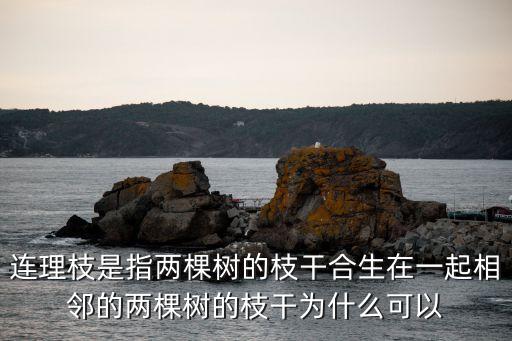 连理枝是指两棵树的枝干合生在一起相邻的两棵树的枝干为什么可以
