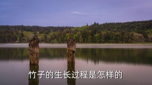 毛竹的生长过程，竹子的生长过程是怎样的