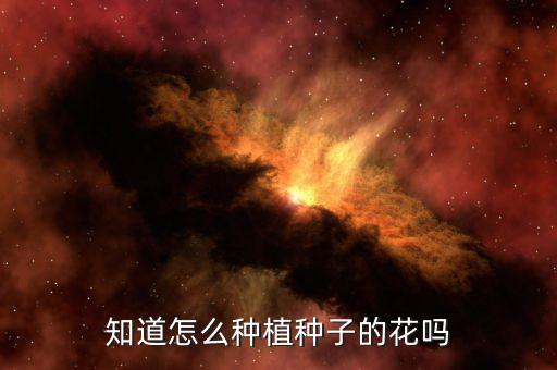 满天星怎么种，知道怎么种植种子的花吗