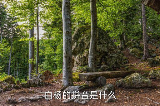 白杨的拼音是什么