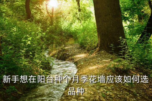 新手想在阳台种个月季花墙应该如何选品种