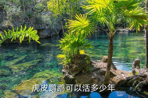 虎皮鹦鹉可以活多少年