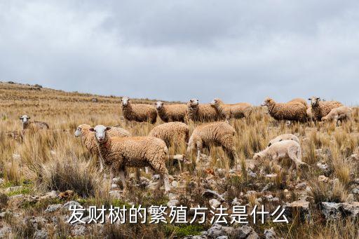 发财树的繁殖方法是什么