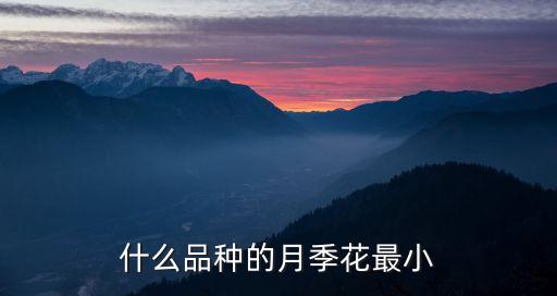 什么品种的月季花最小