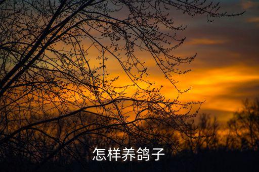 怎样养鸽子