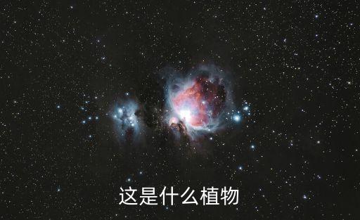 这是什么植物