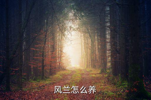 风兰，吸水石种风兰好种吗