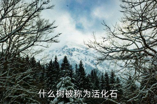 什么树是活化石，被人们称为活化石的树是