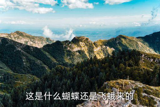 这是什么蝴蝶还是飞蛾来的