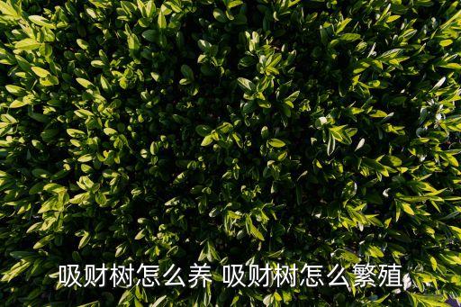 吸财树，吸财树多肉没有阳光会不会徒长知道吗