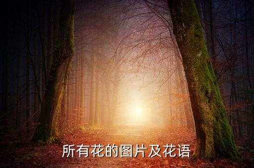 所有花的图片及花语