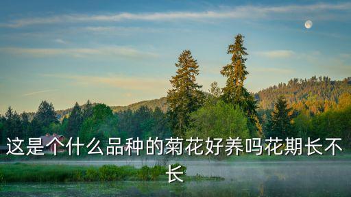 这是个什么品种的菊花好养吗花期长不长