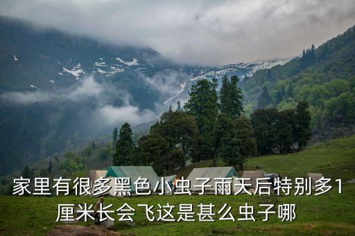 家里有很多黑色小虫子雨天后特别多1厘米长会飞这是甚么虫子哪