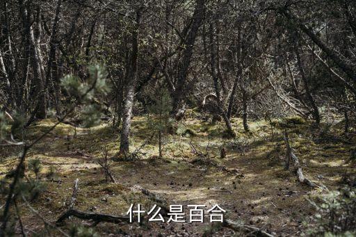 什么是百合