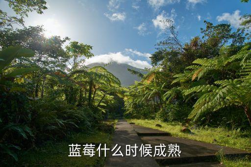 蓝莓几月成熟，蓝莓什么季节成熟