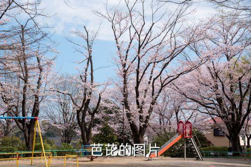 鼻涕虫图片，各路大神这是神马虫啊雨天出现扁扁的黑色软体身体中间一条