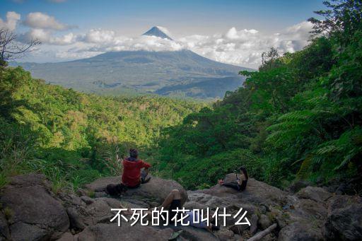 不死的花叫什么