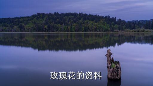 玫瑰玫瑰，玫瑰花代表什么意思