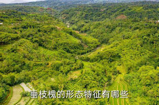 垂枝，大家给说下垂枝植物有哪些