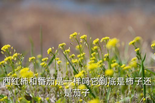 西红柿和番茄是一样吗它到底是柿子还是茄子