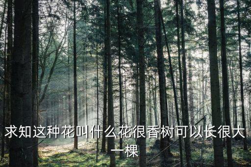 九里香开花图片，这是什么树木花挺香的