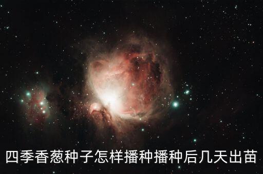 种小葱，葱什么时候种植