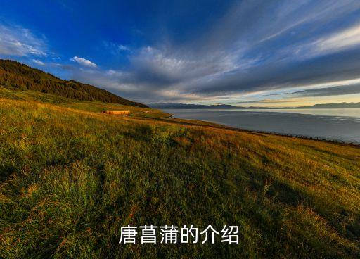 唐菖蒲的介绍