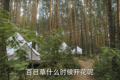 百日草什么时候开花呢