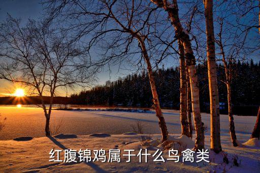 红腹锦鸡属于什么鸟禽类