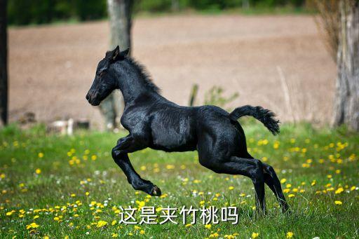 这是夹竹桃吗