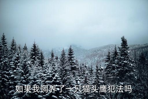 如果我饲养了一只猫头鹰犯法吗