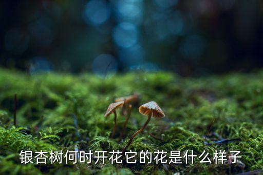 银杏树开花图片，银杏是几月发芽几月开花几月结果的