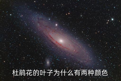 杜鹃花叶，杜鹃花干叶掉叶怎么回事