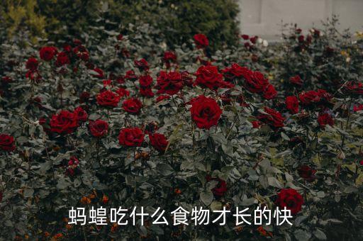 蚂蝗吃什么，蚂蝗吃什么为生