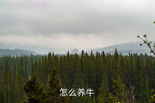 怎么养牛