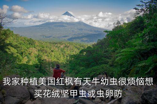 我家种植美国红枫有天牛幼虫很烦恼想买花绒坚甲虫或虫卵防
