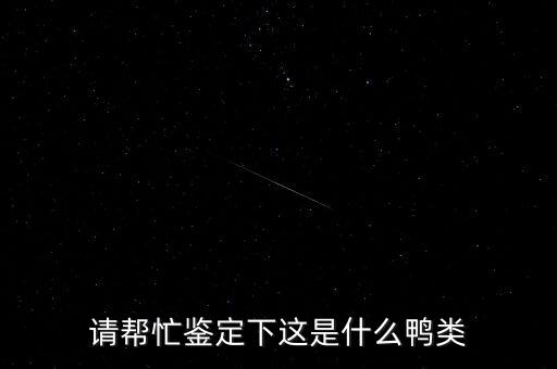 麝香鸭，请帮忙鉴定下这是什么鸭类