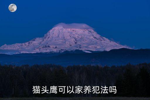 养猫头鹰犯法吗，现在养猫头鹰犯法吗