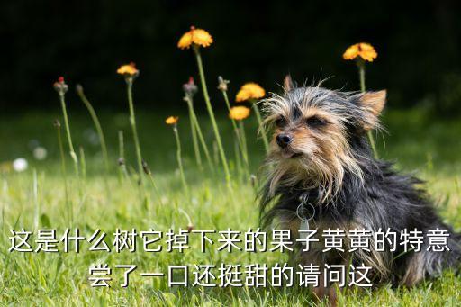 狐尾椰子树，像椰子树的一种棕榈树求学名