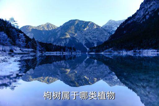 枸树，枸树与构树分别是什么图上的是什么