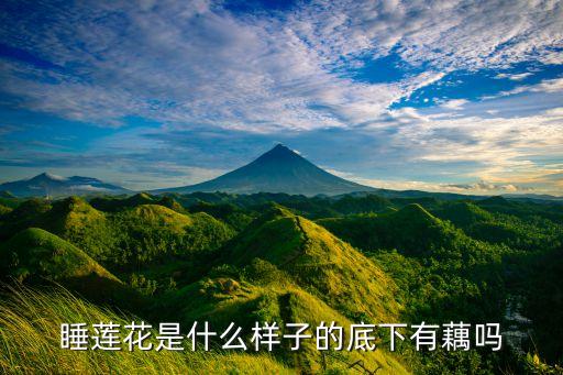 睡莲花是什么样子的底下有藕吗